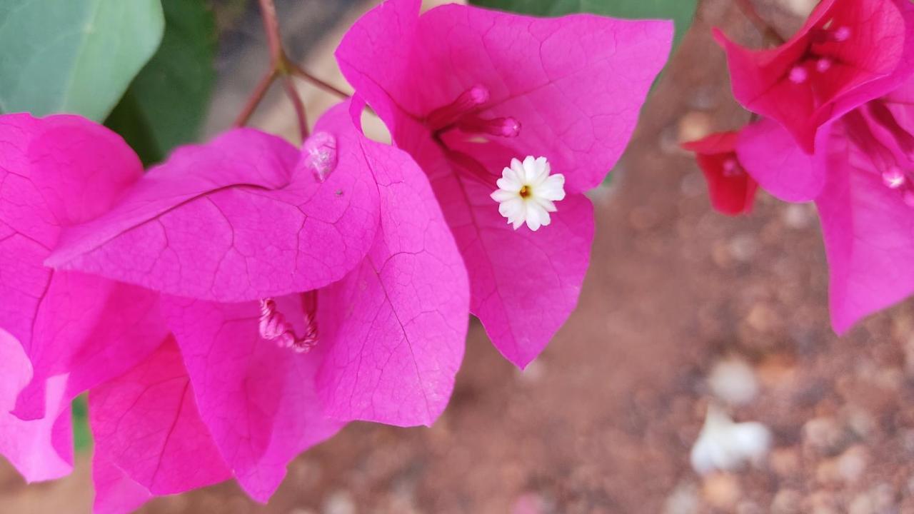 Kanthi Resorts Badami Bāgalkot المظهر الخارجي الصورة